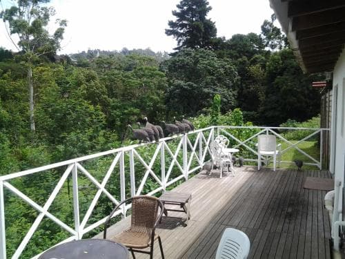A serene wooden deck surrounded by lush greenery offers a tranquil retreat, featuring outdoor seating and a group of guinea fowl, ideal for eco-tourism enthusiasts seeking nature immersion.