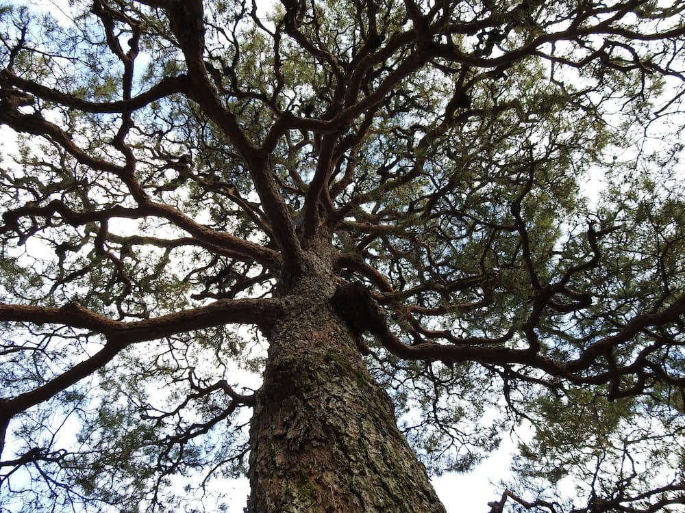 A majestic ancient tree with sprawling branches and textured bark dominates the forest canopy, creating an awe-inspiring natural wonder ideal for eco-tourism and photography enthusiasts.