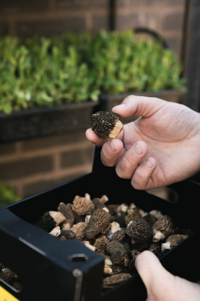 A hand delicately holds a morel mushroom above a crate filled with similar fungi, set against a backdrop of lush greenery and brick walls, evoking a serene foraging experience ideal for culinary enthusiasts exploring local ingredients.