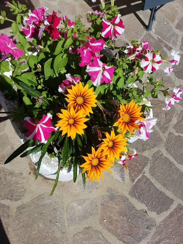 A vibrant flower arrangement featuring pink petunias and yellow gazanias in a white pot sits on a cobblestone patio, creating a cheerful and inviting outdoor garden scene perfect for travel photography enthusiasts.