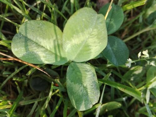 A close-up of a vibrant green clover leaf amidst lush grass creates a serene natural scene, ideal for nature photography enthusiasts exploring tranquil outdoor environments.