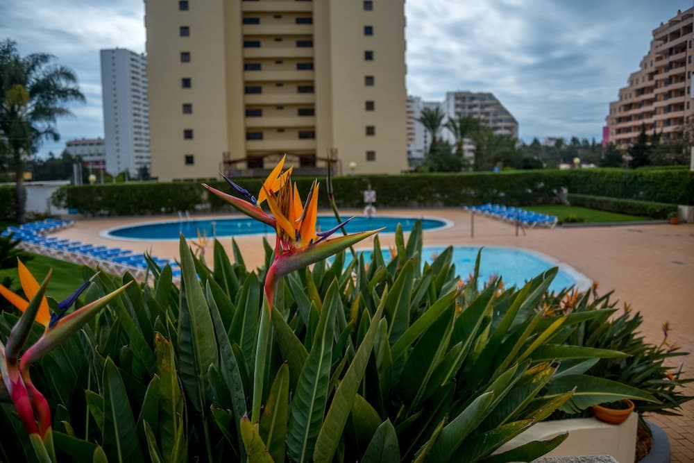 Flor da Rocha