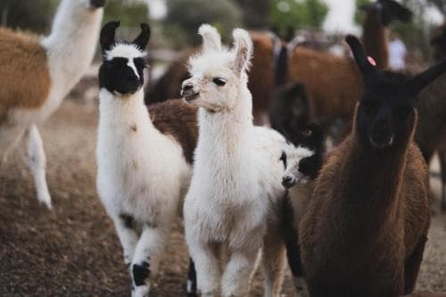 Alpaca Farm