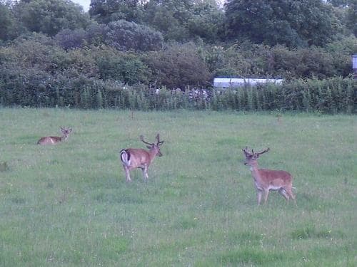 Devenish Lodge B&B