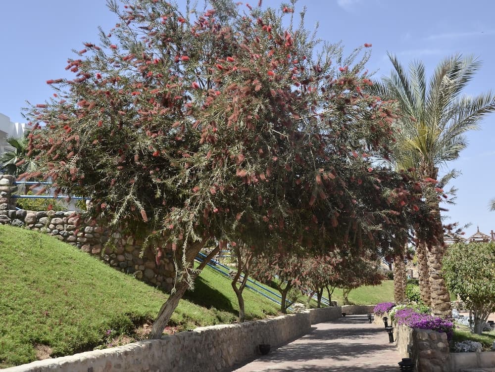 A serene tropical pathway lined with vibrant red-flowered trees and lush greenery under a clear blue sky, ideal for leisurely strolls in a resort setting.