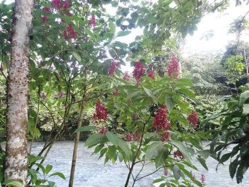 A serene tropical riverside scene with vibrant red flowers and lush green foliage creates a tranquil atmosphere, ideal for nature photography and eco-tourism adventures.