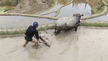 A farmer guides a water buffalo through muddy rice paddies in a rural agricultural setting, showcasing traditional farming practices ideal for cultural tourism experiences.