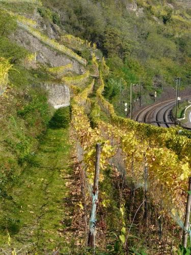 Gasthaus Weingut Stahl