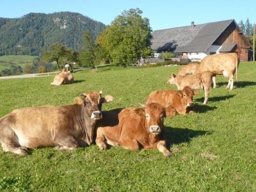 Cows relax on a lush green pasture near a traditional farmhouse, set against a serene mountain backdrop, ideal for travelers seeking tranquil rural retreats.
