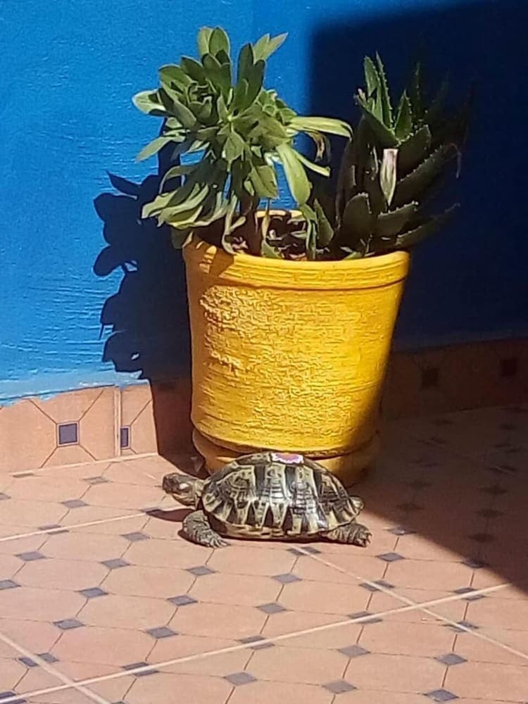 Riad Zinnha