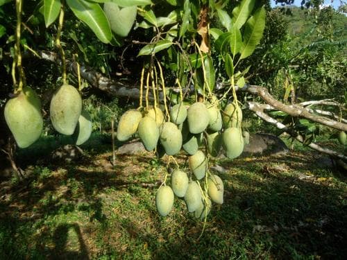 Finca Carpe Diem