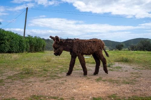 Burro Ville