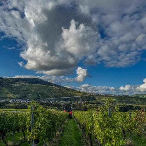 Weingut Tiliahof