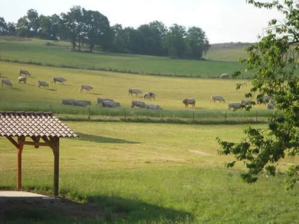 A serene rural landscape features grazing cows in lush green fields under a clear sky, framed by a tiled-roof pavilion and leafy trees, ideal for tranquil countryside retreats.
