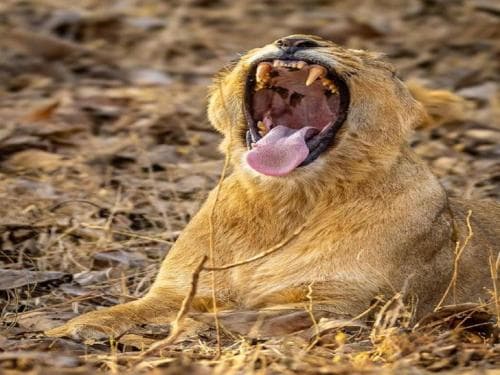 Gir Birding Lodge