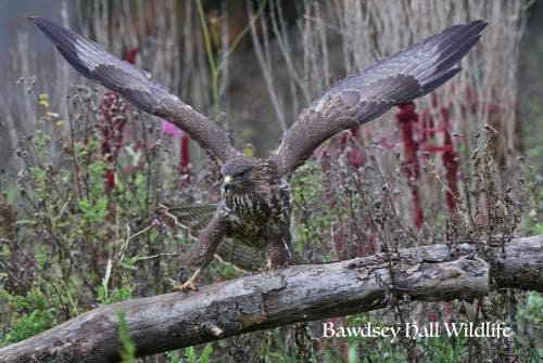 Bawdsey Hall