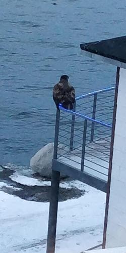 Eagle View