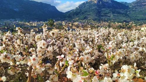A picturesque field of blossoming almond trees stretches toward a quaint village nestled at the foot of majestic mountains, creating a serene and vibrant scene ideal for nature lovers seeking tranquil retreats.