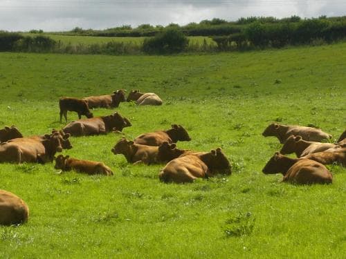 Whidlecombe Farm