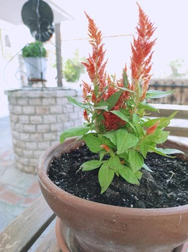 Hotel Alexandra