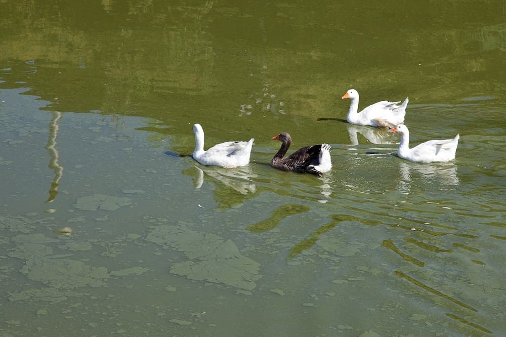 Al Lago Verde