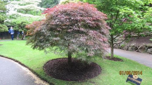 A serene park scene features a vibrant red maple tree surrounded by lush greenery, ideal for tranquil walks and nature photography.