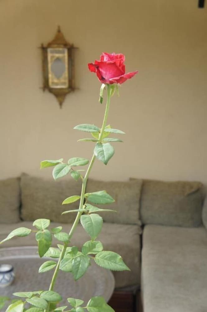 Dar Dalila