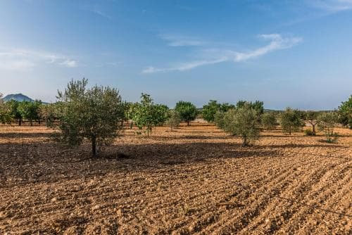 Finca Rural Son Amer