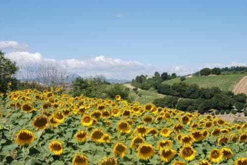 Profumo delle Marche