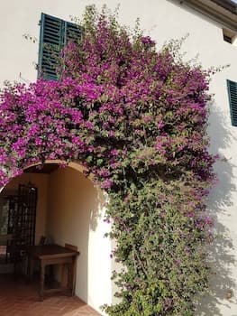 My Tuscany
