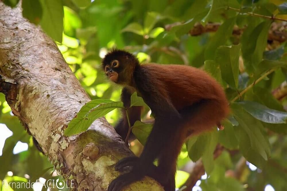 A curious spider monkey perches on a tree branch amidst lush green foliage in a tropical rainforest, creating a serene wildlife scene ideal for nature enthusiasts and eco-tourists exploring biodiversity hotspots.