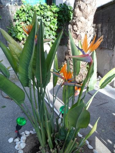 Celo Garden