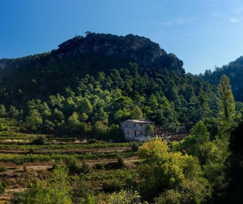 A serene countryside scene features a rustic stone house nestled among lush vineyards and dense forests under a clear blue sky, ideal for tranquil retreats and nature-inspired travel experiences.