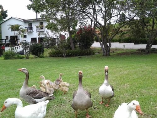 A serene rural retreat features a lush green lawn dotted with geese and goslings, framed by a charming house and leafy trees, ideal for a peaceful countryside getaway.