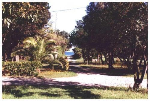 Avidanella