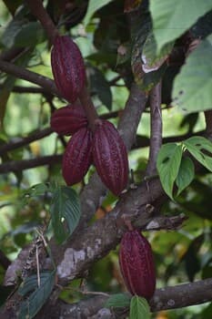 Vibrant red cocoa pods hang amidst lush green leaves on a tropical tree, creating a serene agricultural scene ideal for eco-tourism and educational travel experiences.