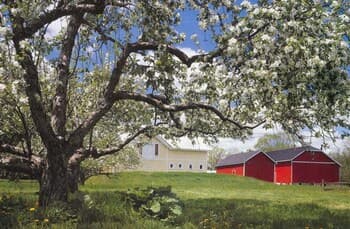 Apple Tree Lane