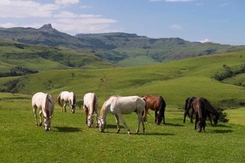 aha Alpine Heath Resort