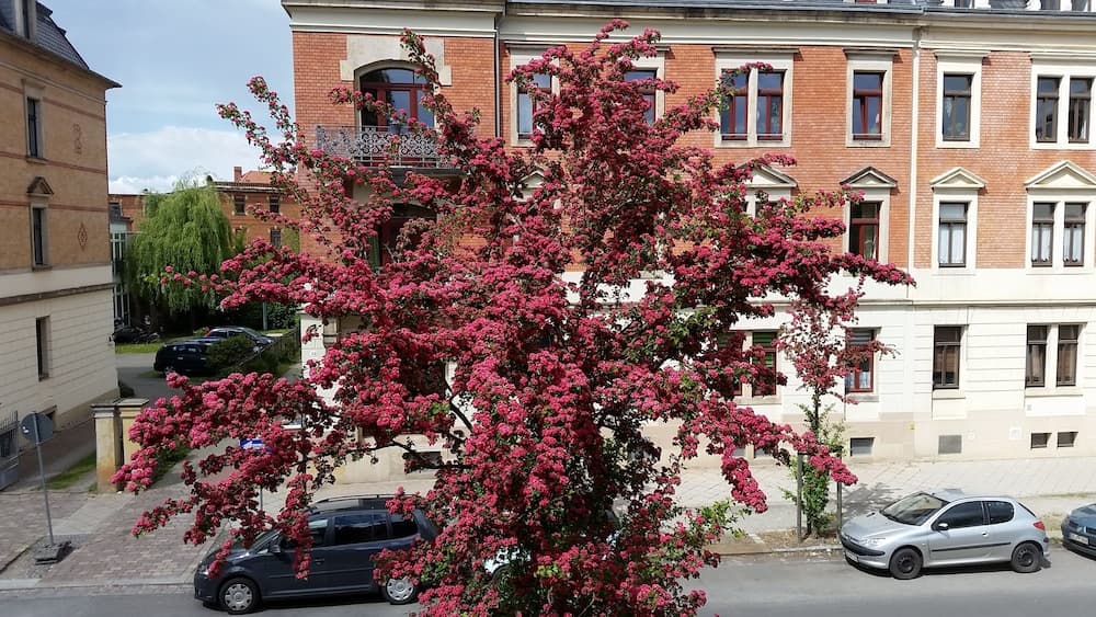 Villa Barbara Dresden