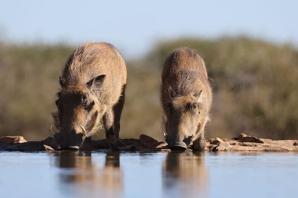 Two warthogs quench their thirst at a serene waterhole surrounded by rocky edges and lush greenery, capturing a tranquil wildlife moment ideal for safari enthusiasts.