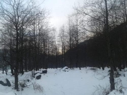 PARADISE EVERGREEN
