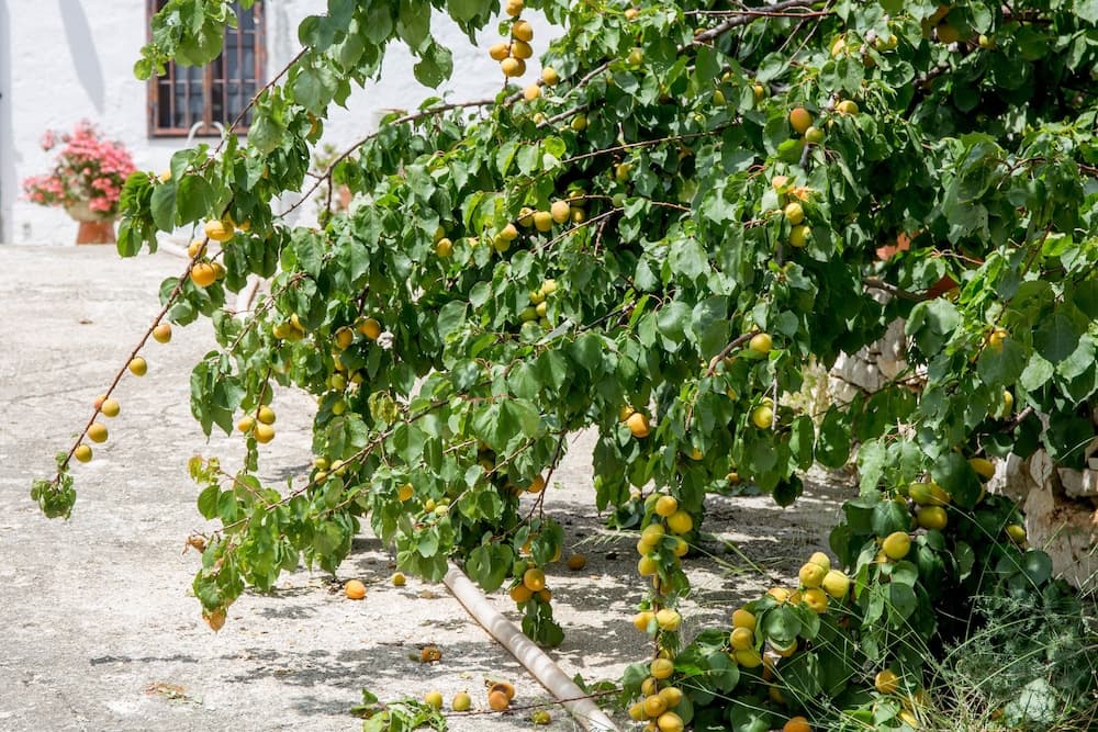 Profumo di terra