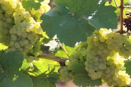 The Vines