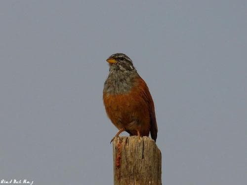 A serene bird perches atop a weathered wooden post against a clear sky, capturing the tranquil essence of a rural landscape ideal for nature photography and birdwatching.