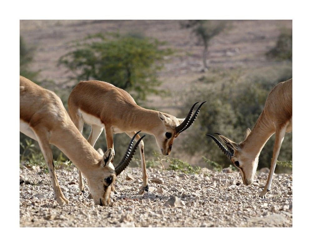 Manvar Resort & Tented Camp