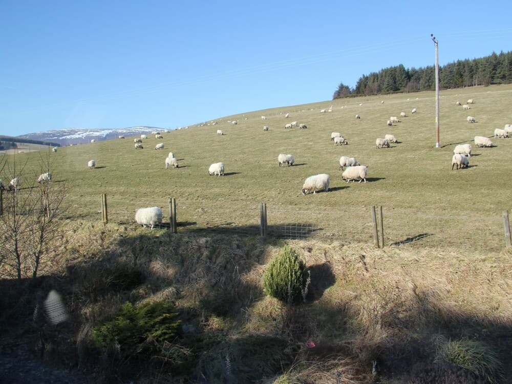 Thistle Dhu Bed & Breakfast
