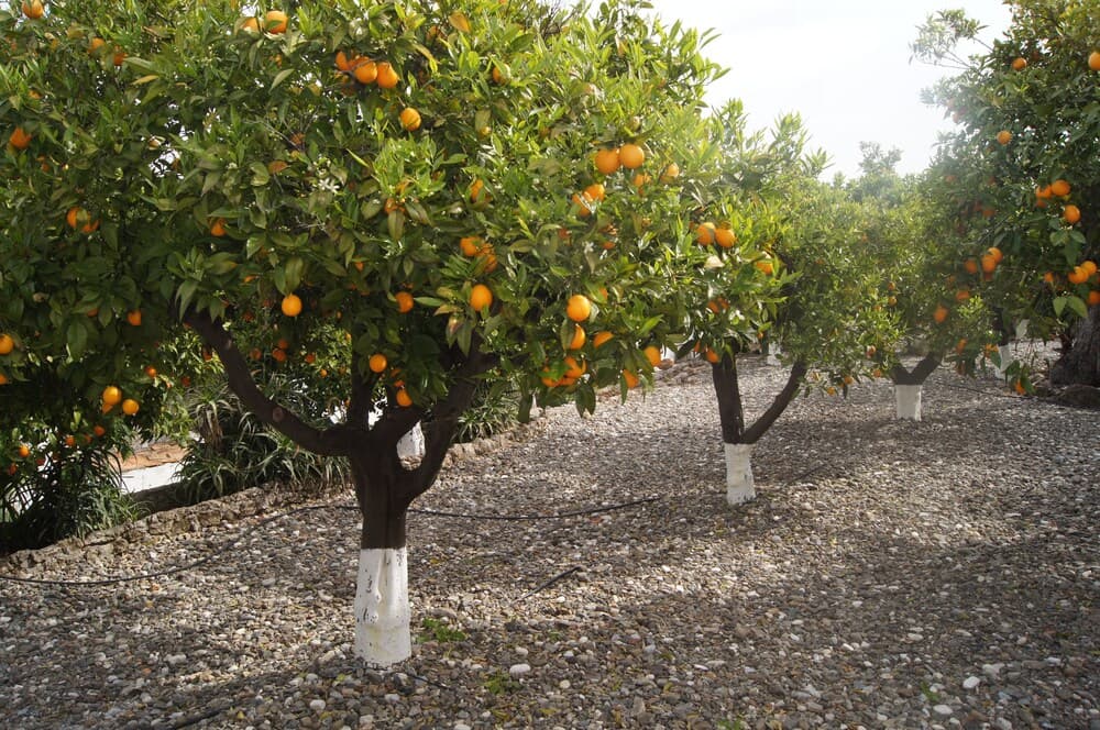 Casa de Orange