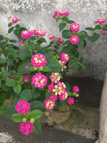 A vibrant cluster of pink lantana flowers thrives against a rustic stone wall, creating a serene garden scene ideal for nature photography and tranquil outdoor escapes.