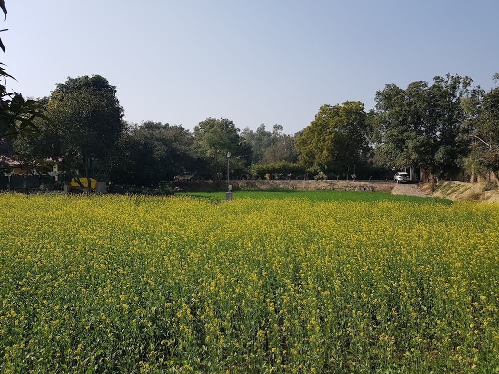 Koko's Farm