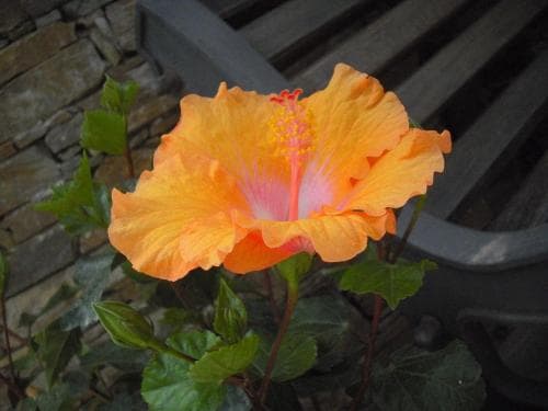 B&B Hibiscus